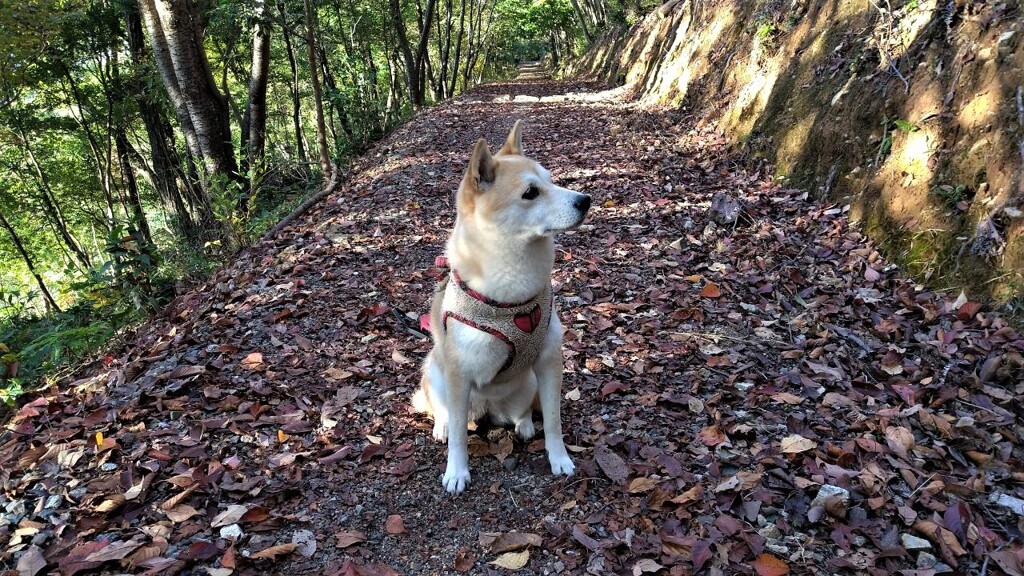 登山道