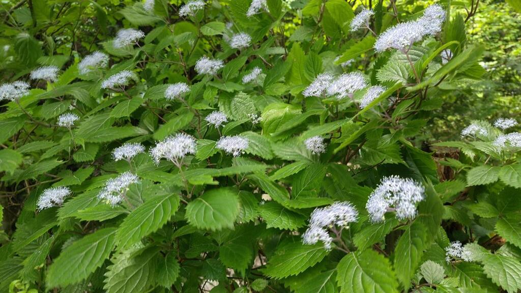 コアジサイ（別名）シバアジサイ
