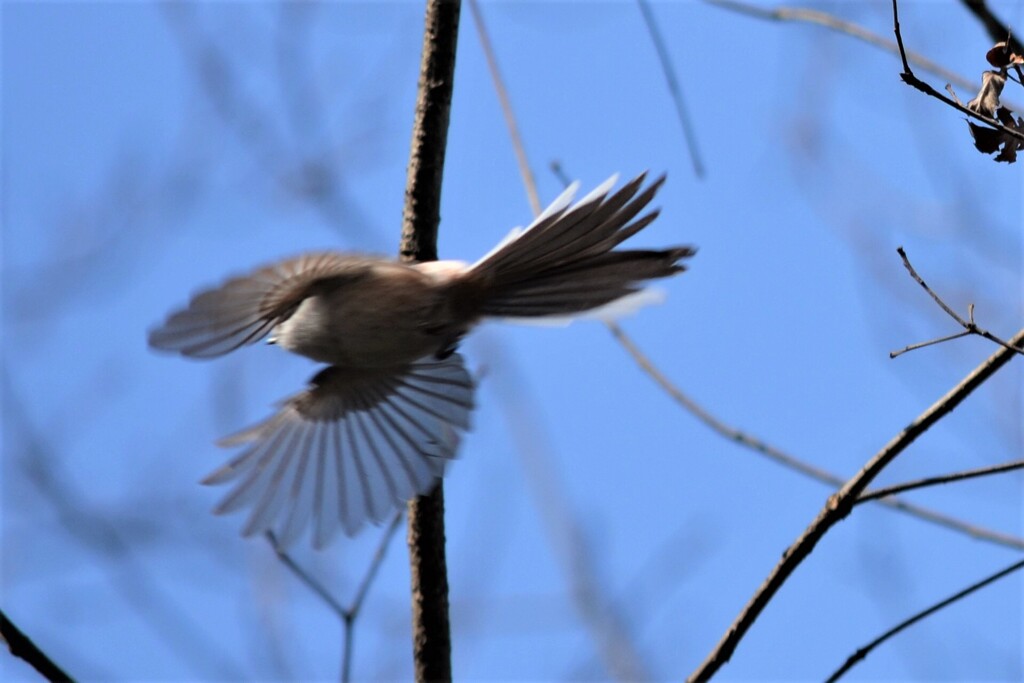 飛び立つ