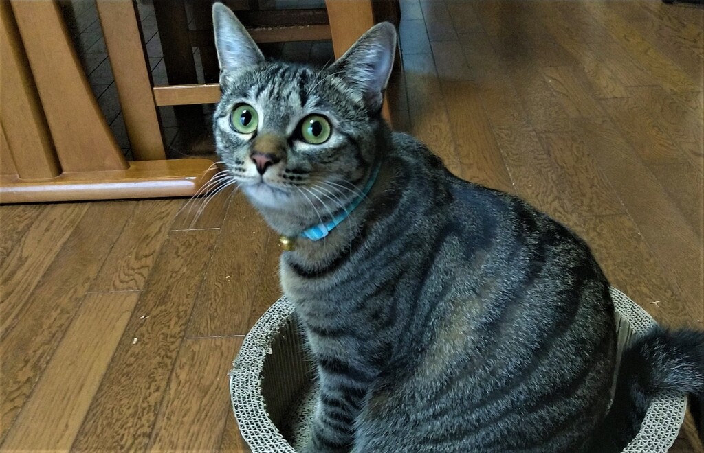 爪とぎ
