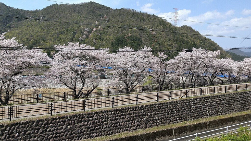 桜並木