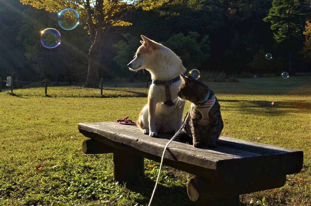 シャボン玉