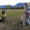 散歩