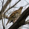 トラツグミ