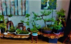 苔玉とミニ盆栽