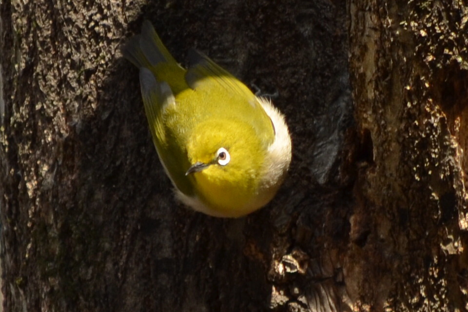上から撮らないで