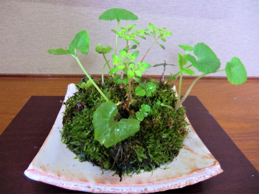 苔玉③