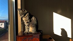 庭を覗く