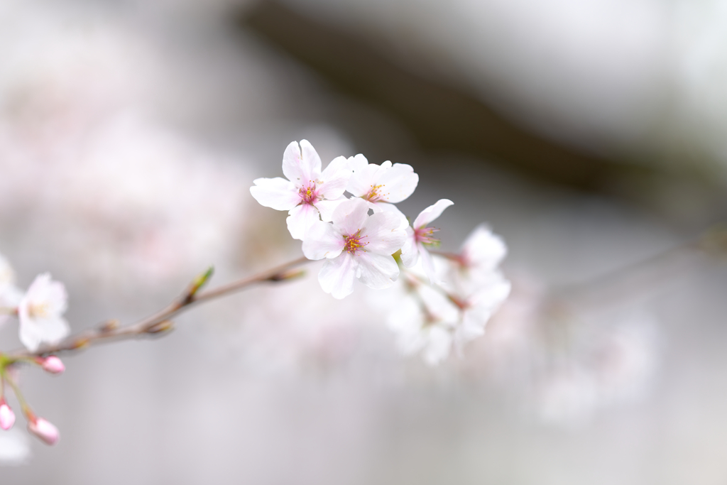 さくら