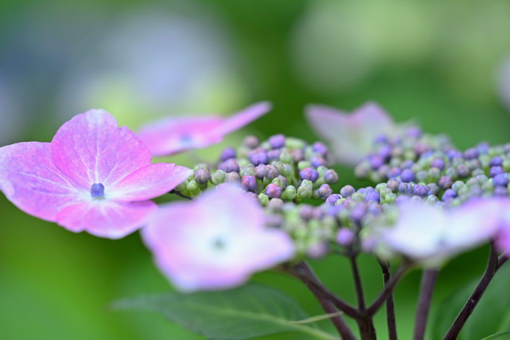 紫陽花