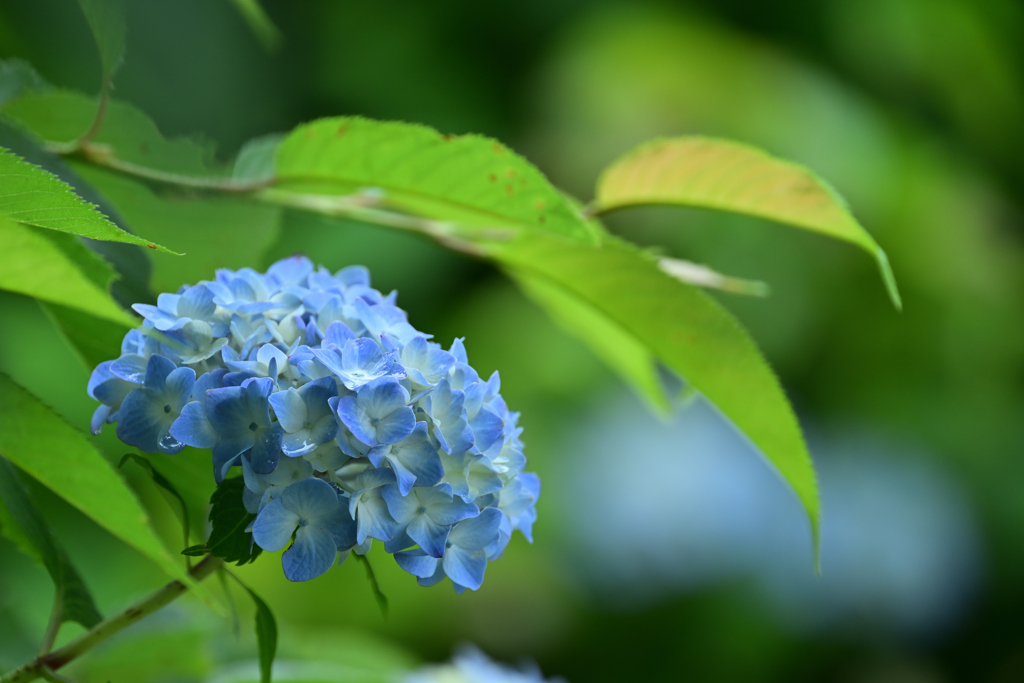 紫陽花