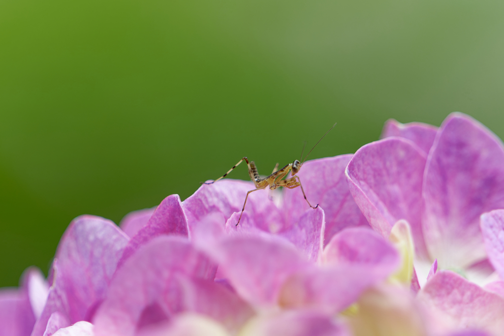 カマキリがいた