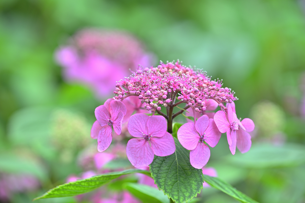 紫陽花
