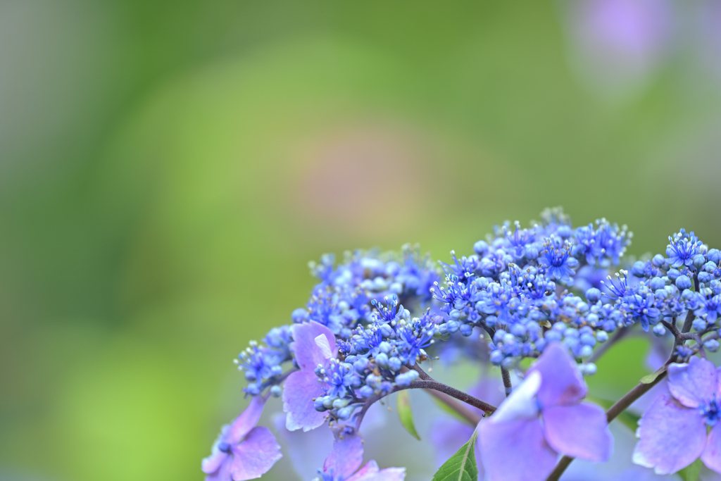 紫陽花