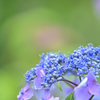 紫陽花