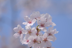 さくら咲く