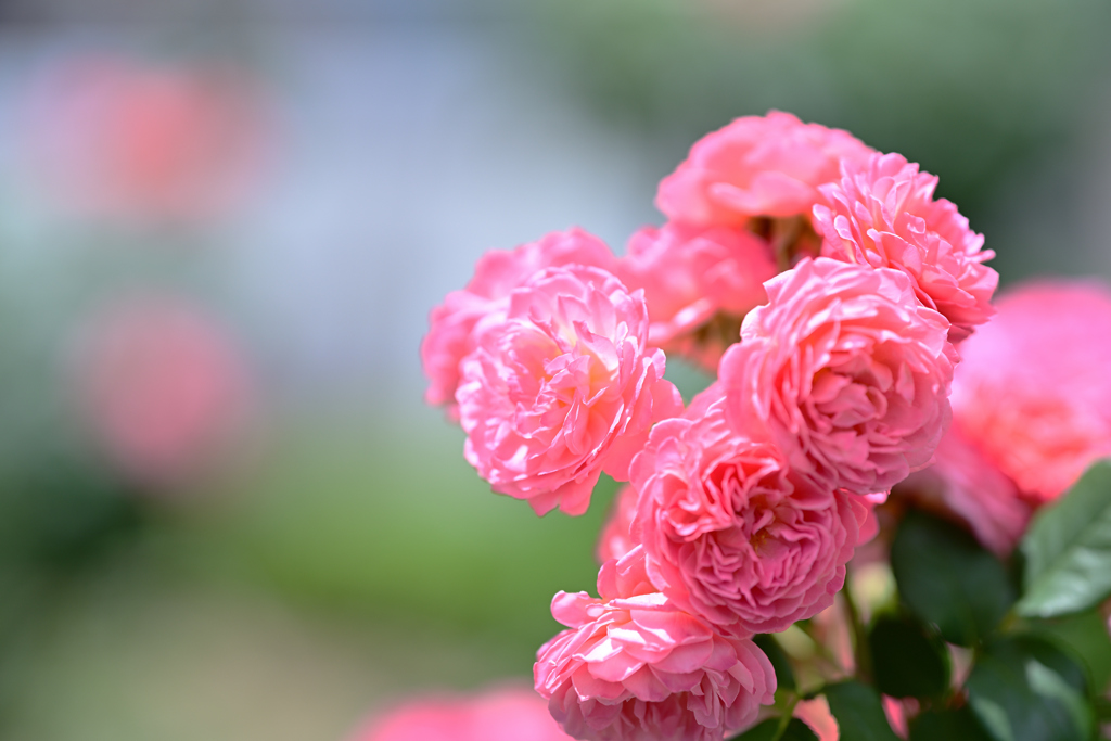 薔薇