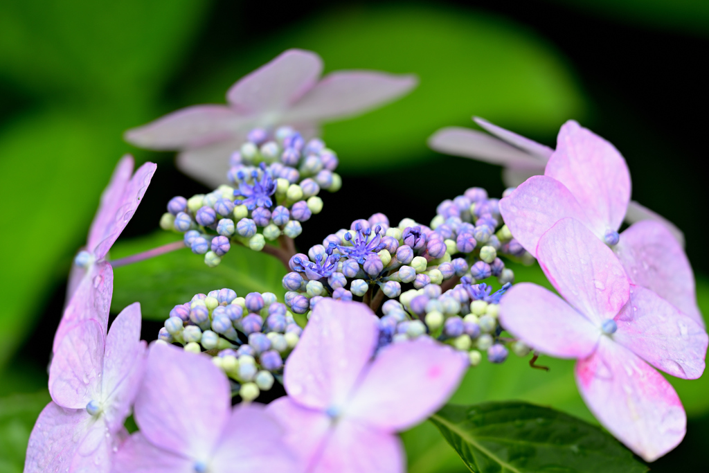 紫陽花