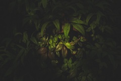 草