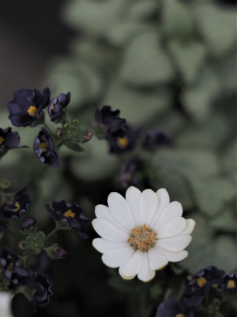 白い花