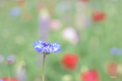 夢の中へ