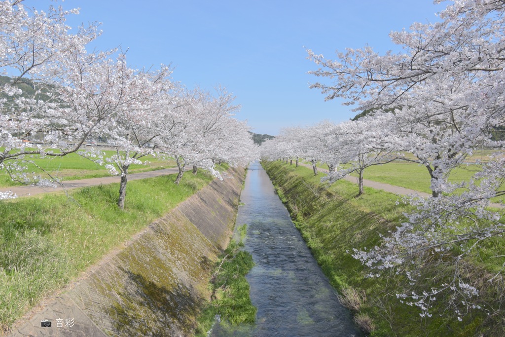 桜日和