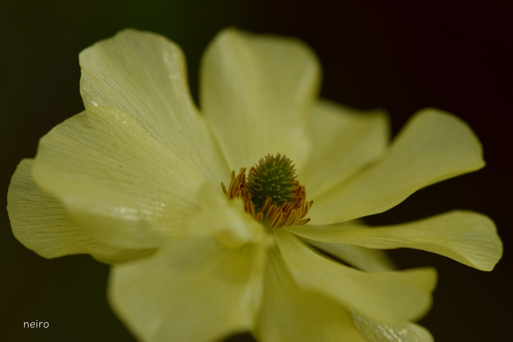キミはyellow