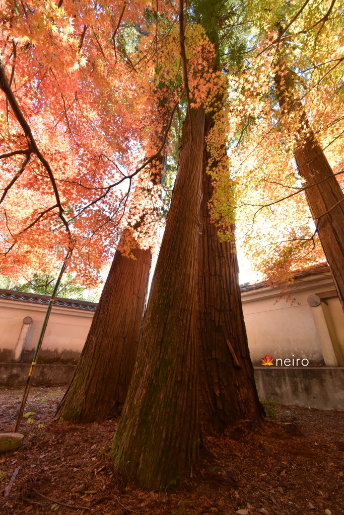 青紅葉の秋