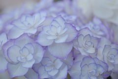 白雪姫