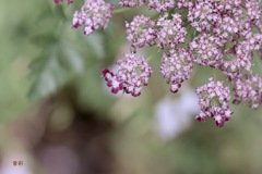 花火