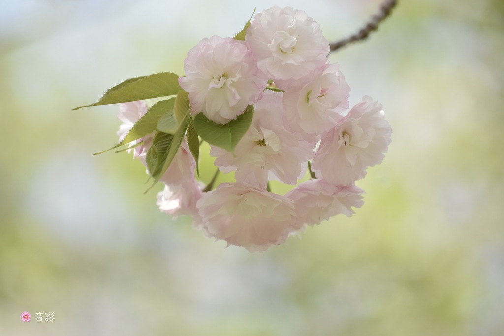 桜色の思い出