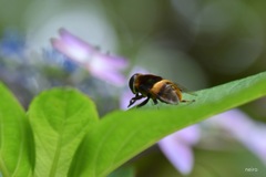 昆虫観察