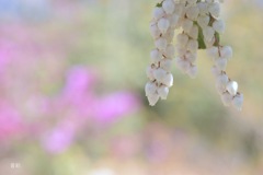 春の音色が聴こえる。
