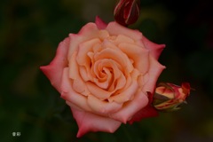薔薇