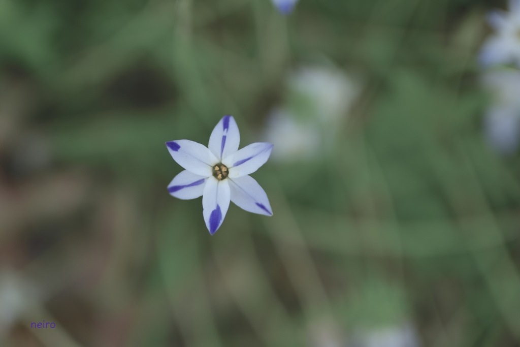 Little Star