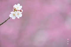 めざめ