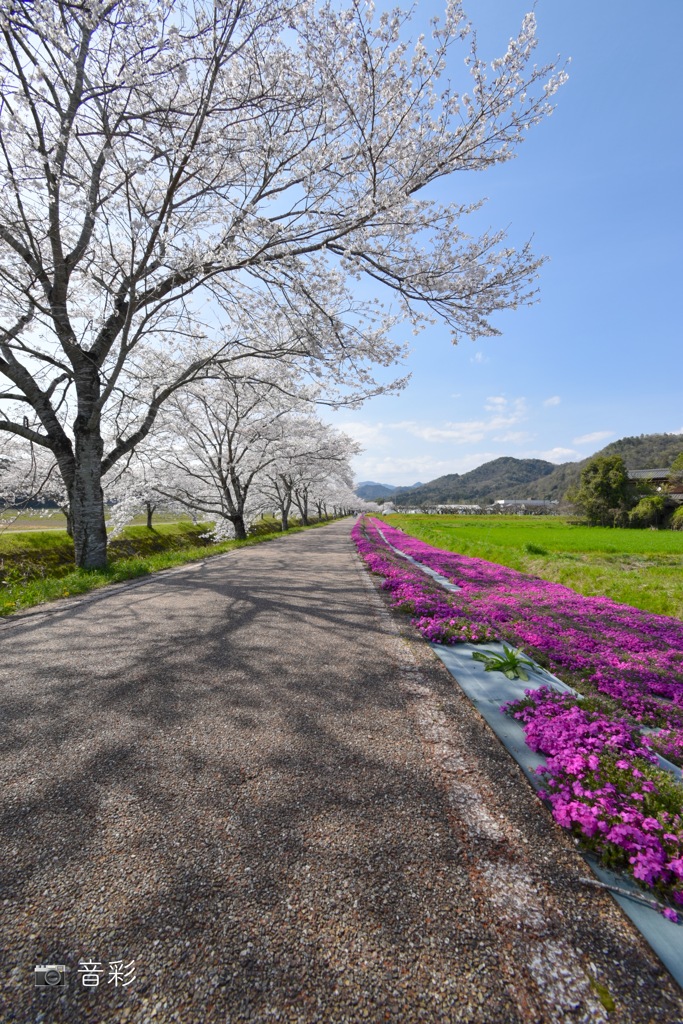 桜さくら