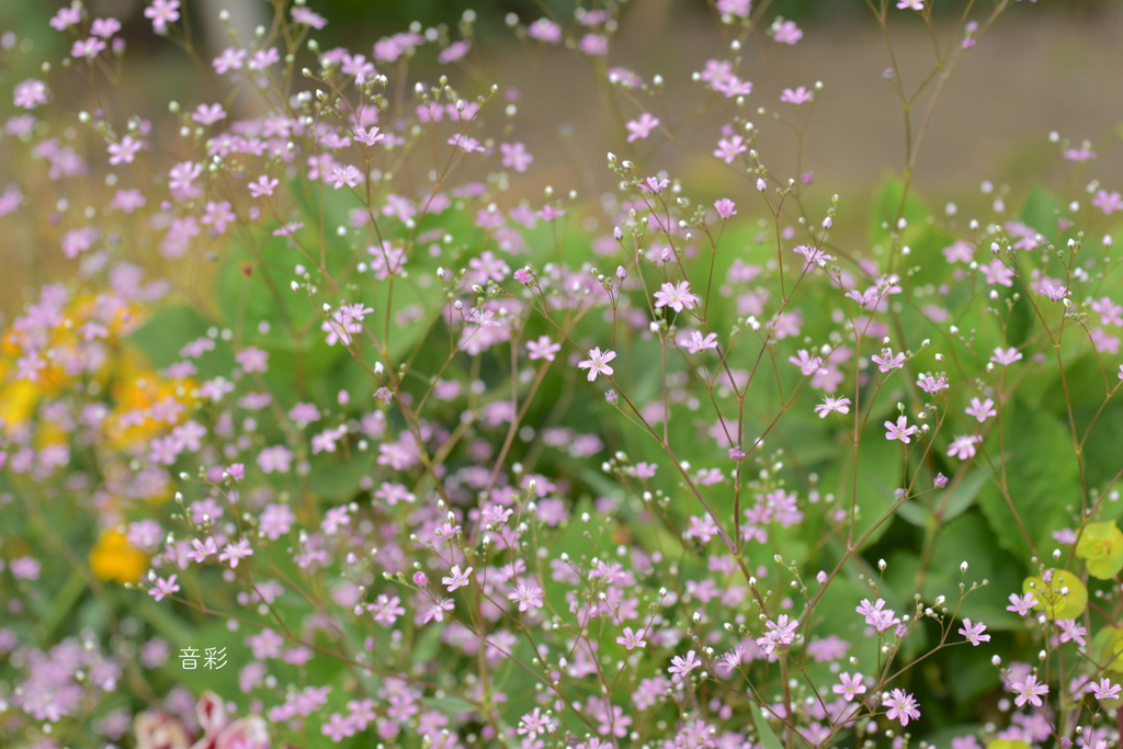 baby's breath