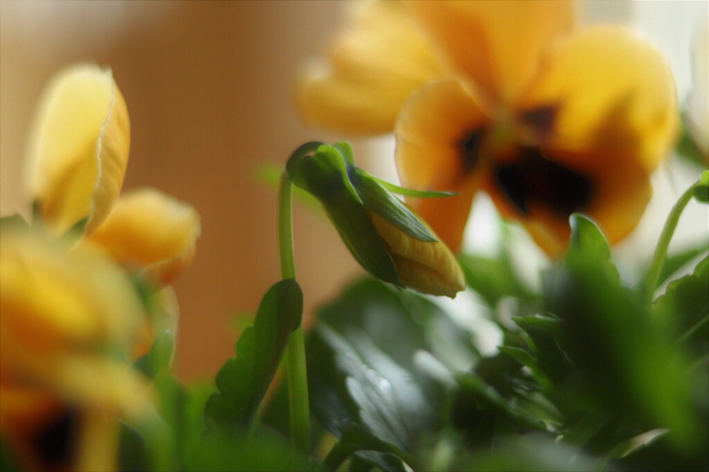 そのままでも十分可愛いけれど