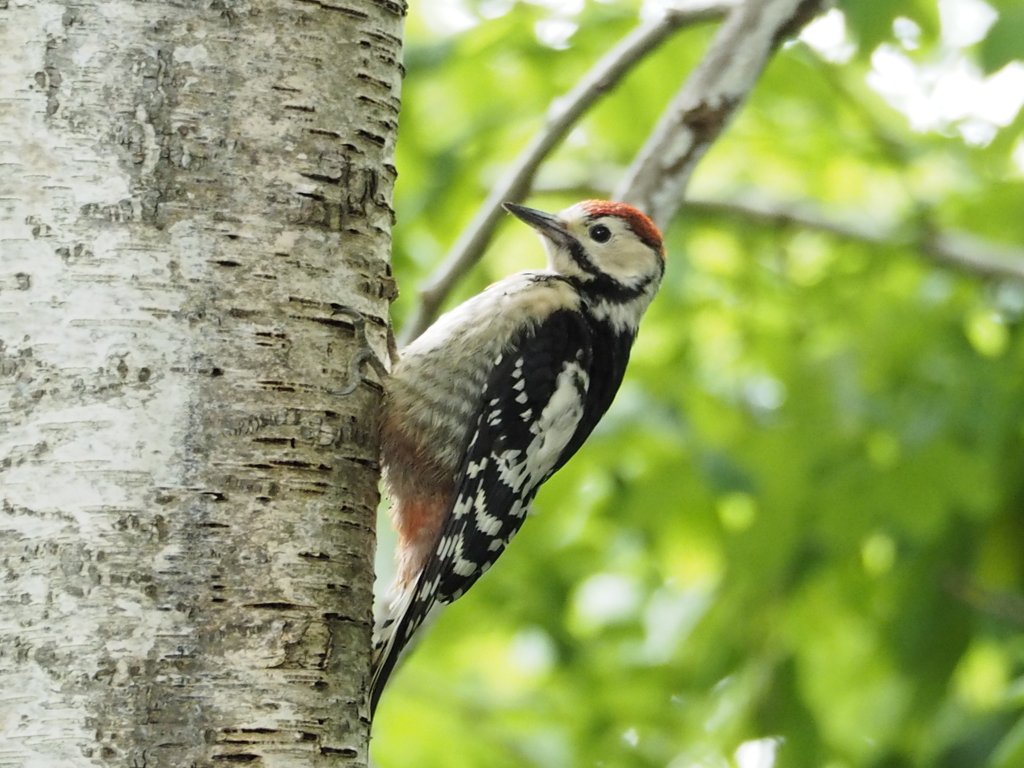 息子目線の鳥さん撮影