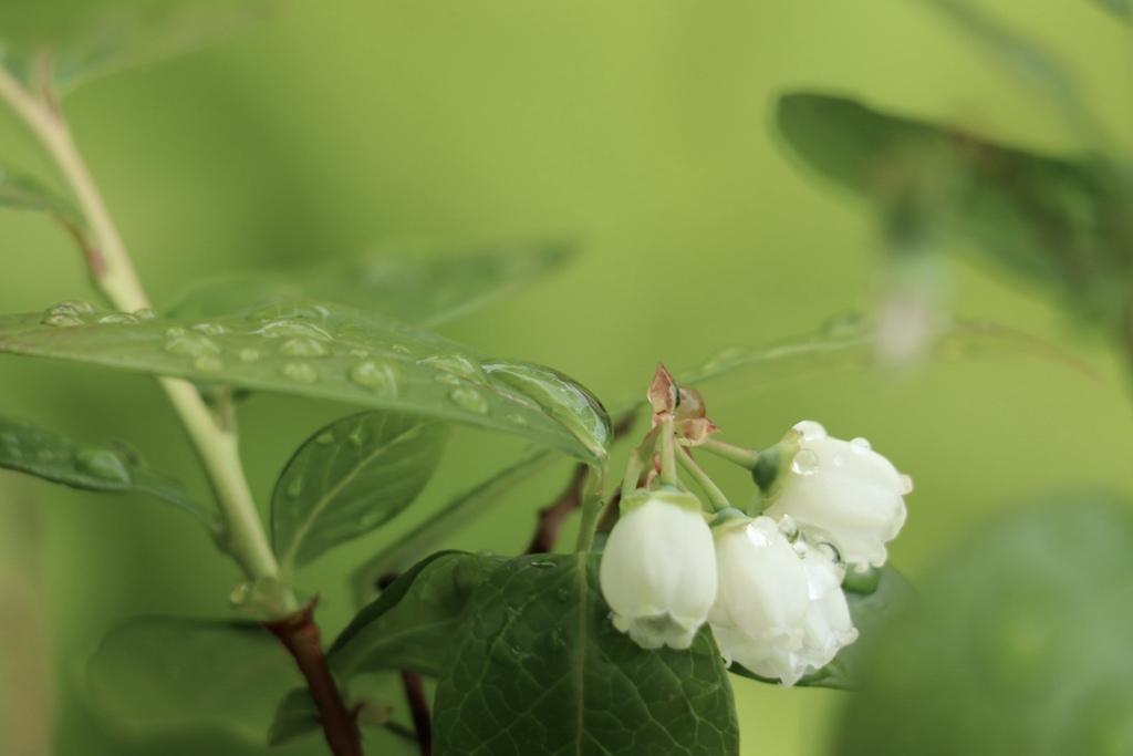 ブルーベリーに花が付いた