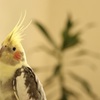 つぶらな瞳