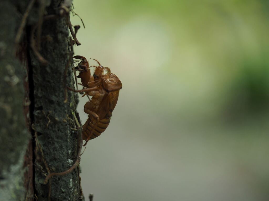 セミの抜け殻