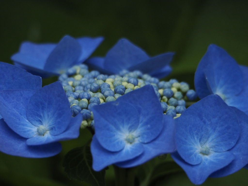 息子目線の紫陽花