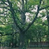 北海道神宮の境内を歩く