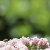 百合が原公園/ロックガーデンにて④