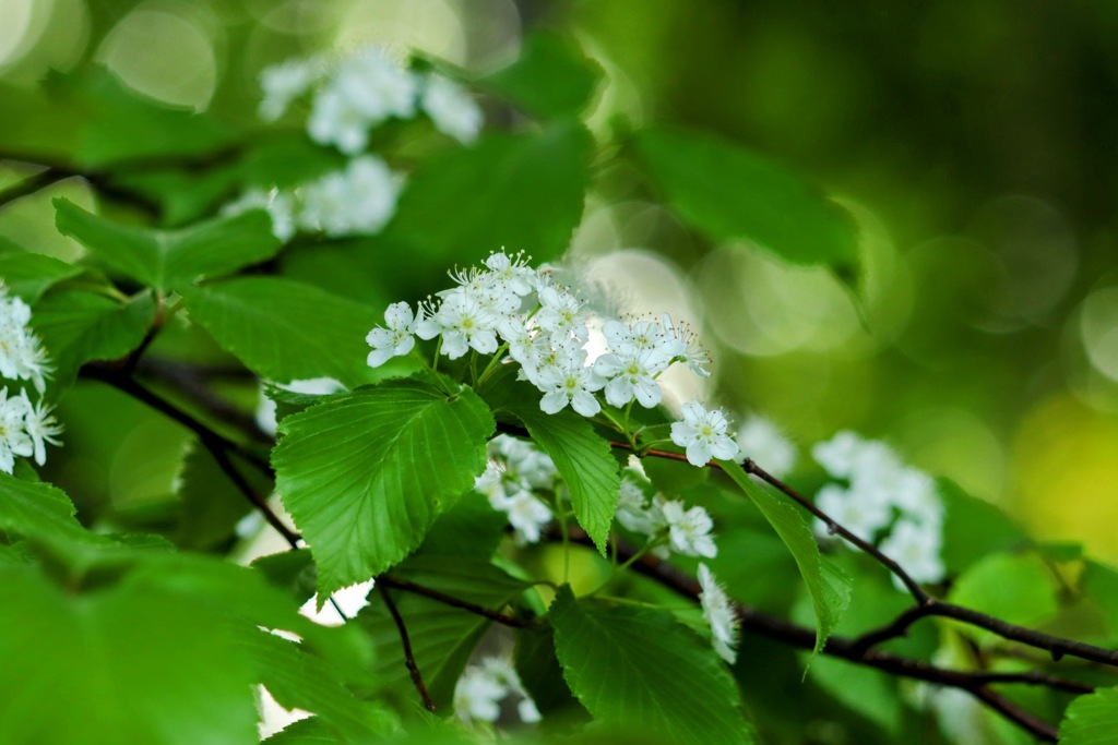 可愛い小花