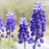 春の訪れを告げていたムスカリ