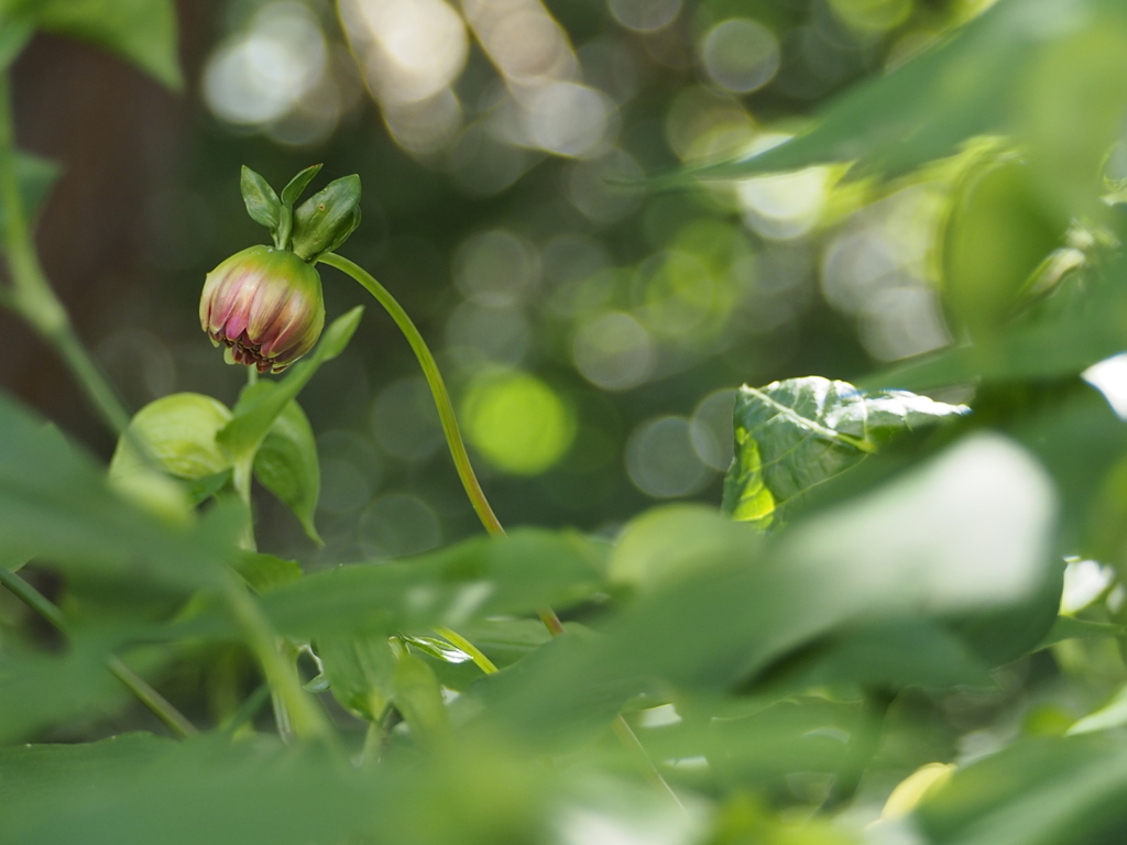 小ぶりのダリアかな・・・
