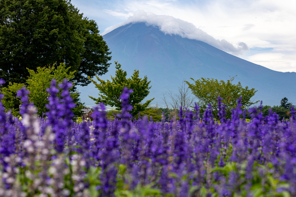 富士山とラベンダー